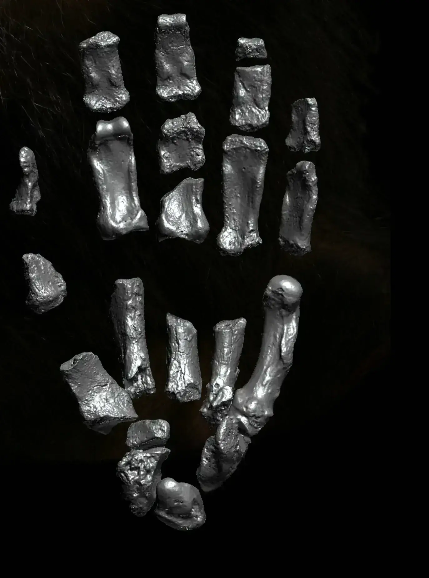 KNM-ER 101000 (Paranthropus hand)