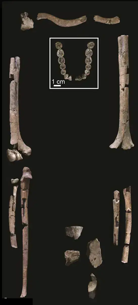 KNM-ER 64061 (Homo habilis skeleton)