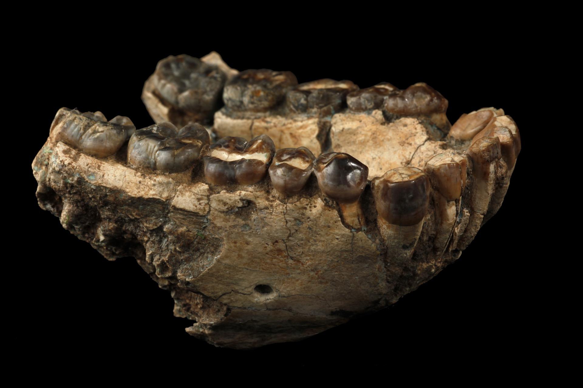 KNM-KP 29283 (Au. anamensis)